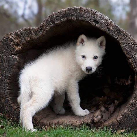 Beautiful Little Wolf Cub : r/hardcoreaww