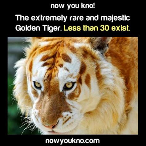 Now You Know, Source for more facts follow NowYouKno | Rare animals, Majestic animals, Animals wild