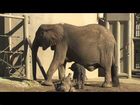 Newborn Elephant Calf - YouTube