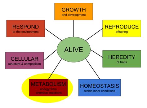 Heterotroph — Definition & Examples - Expii