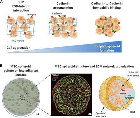 Spheroids and three-dimensional stem cell cultures – faCellitate