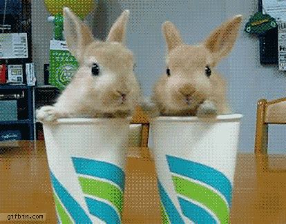 Bunnies in Cups | Animals | おかしな動物, 動物のおもしろ動画, うさぎ