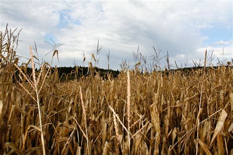 Corn Field | Sharon Mollerus | Flickr