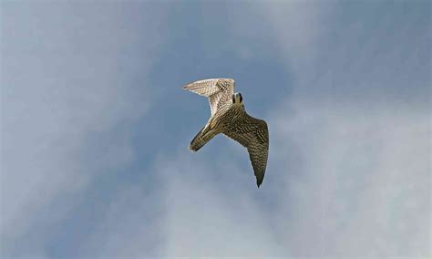 Peregrine Falcon | Defenders of Wildlife