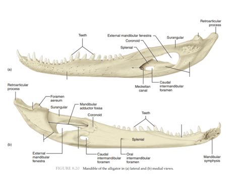 alligator 5 Quiz