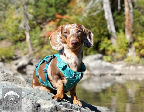 The Best Miniature Dachshund Harness for Hikes or Long Walks - YouDidWhatWithYourWiener.com