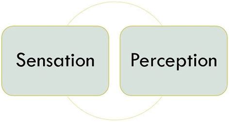 Explain the Difference Between Sensation and Perception in ...