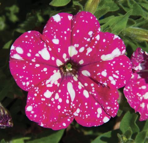 Pink Sky Petunia - Plant Library - Pahl's Market - Apple Valley, MN