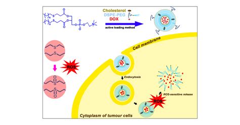 Thioether Phosphatidylcholine Liposomes: A Novel ROS-Responsive Platform for Drug Delivery | ACS ...