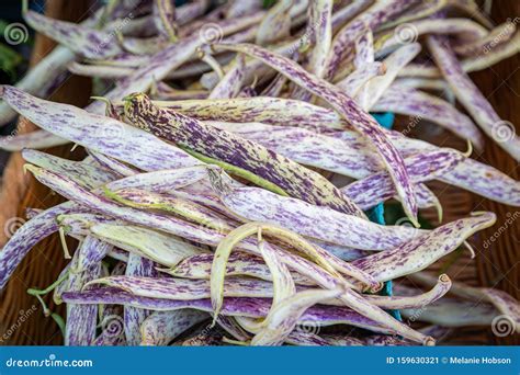 Dragon Tongue Beans stock image. Image of greengrocer - 159630321