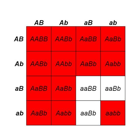 8.3 Epistasis and Other Gene Interactions – Open Genetics