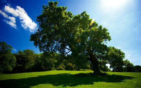 Fondo de Pantalla Paisaje Arbol gigante verde | Wallpapers Megas