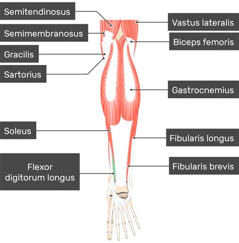 Flexor Digitorum Longus Origin And Insertion