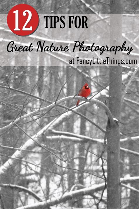 12 Tips for Great Nature Photos | Nature photography tips, Outdoor ...