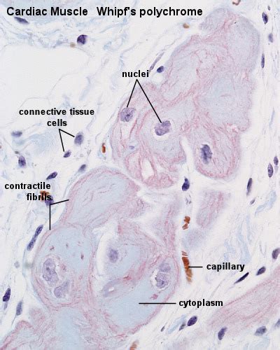 Cardiovascular System - Heart Histology - Embryology