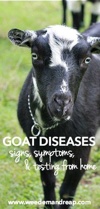 Goat Diseases: Signs, Symptoms, & Testing From Home | Goats, Goat care ...