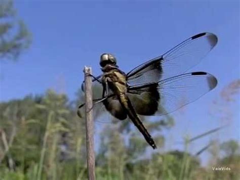 Dragonfly action in slow motion - YouTube