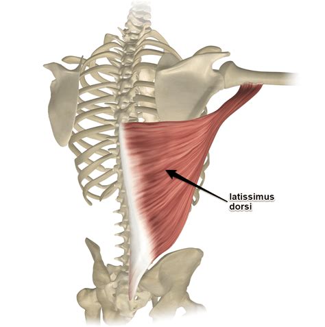 Latissimus Dorsi Muscle - Medically