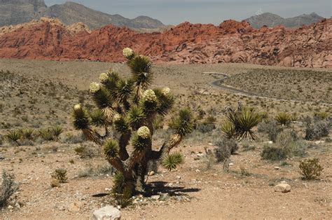 Flowering Joshua Tree - Stock Image - C001/6235 - Science Photo Library