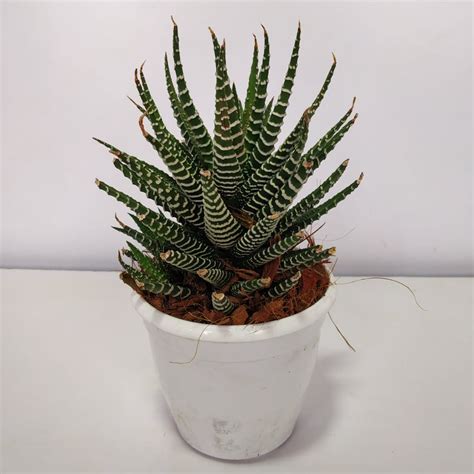 Haworthia fasciata - Zebra Plant - NurseryBuy