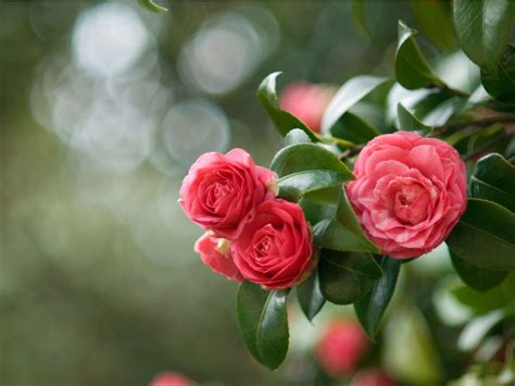 Camellia Pruning - How To Prune Camellias