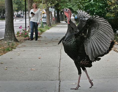 The Weirdest Incidents Involving Wild Turkeys This Week | WIRED