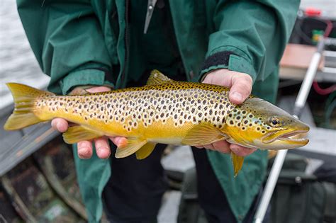 Brown trout fishing near Inverness