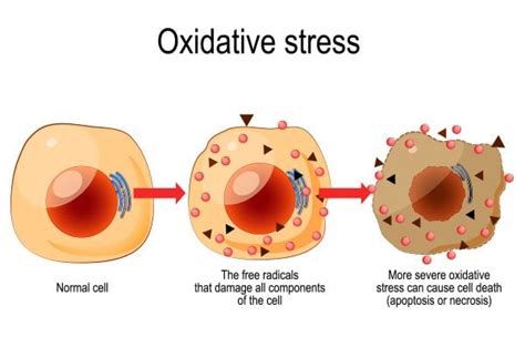 What is Oxidative Stress? Causes and prevention - Easy Healthy Lifestyle