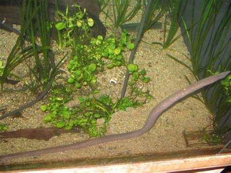 Typhlonectidae - Aquatic Caecilians