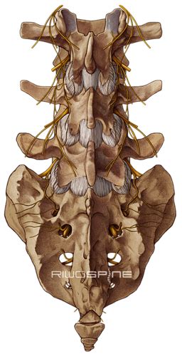 Facet Joint Dorsal Ramus