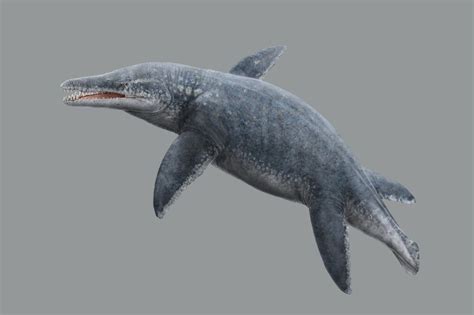 Kronosaurus | Dinopedia | Fandom