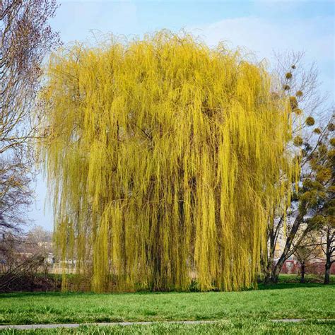 Weeping Willow Trees for Sale | BrighterBlooms.com