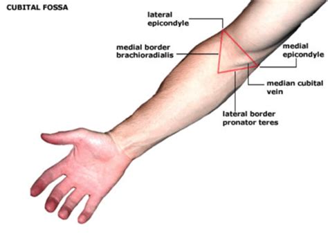 Antecubital fossa - Definition and Examples - Biology Online Dictionary