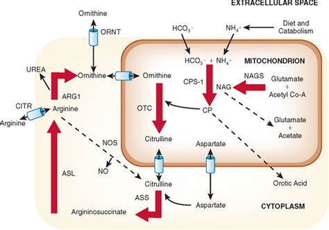 Regulation Of Urea Cycle