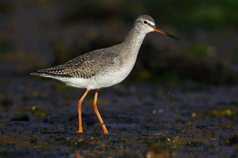 Spotted Redshank by Lee Fuller - BirdGuides