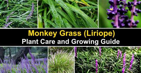 Monkey Grass (Liriope): Plant Care and Growing Guide