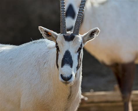 Arabian Oryx | San Diego Zoo Safari Park