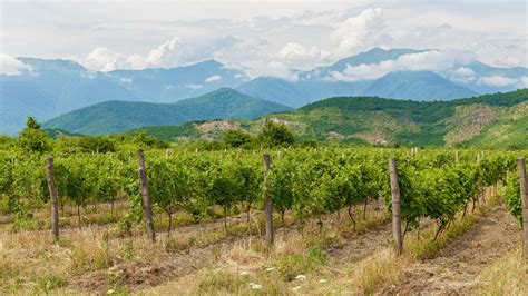 Kakheti - Georgian Wine Region | Wine-Searcher