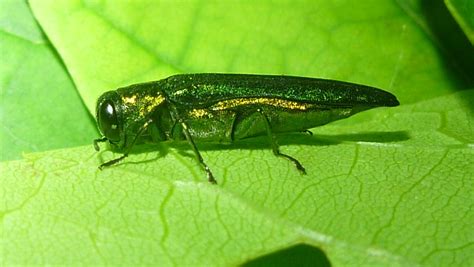 Emerald ash borer beetle (Agrilus planipennis) - Forest Research