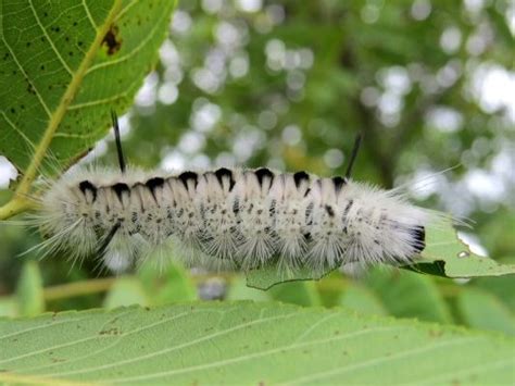 Caterpillar comes with no-touching story - The UpStater