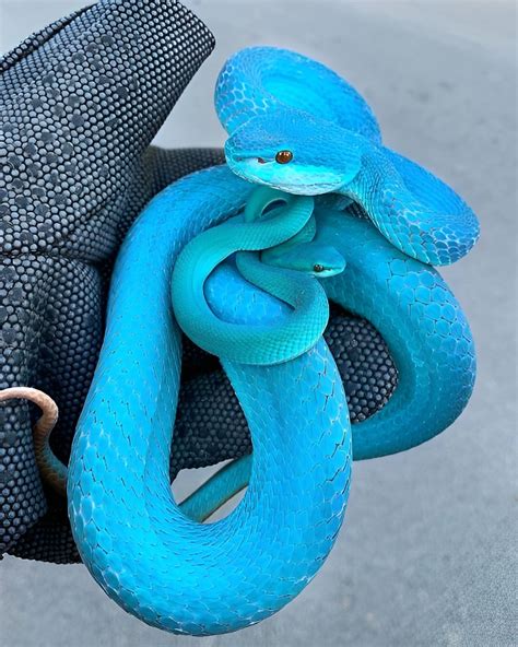 Gorgeous blue pit viper : r/Damnthatsinteresting