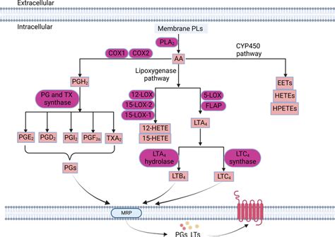 Eicosanoid metabolism in cancer cells. Fatty acids (FAs) are released... | Download Scientific ...