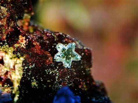 Asterina Starfish | An Easy Addition to Your Aquarium|