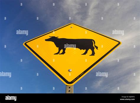 Cattle crossing sign hi-res stock photography and images - Alamy