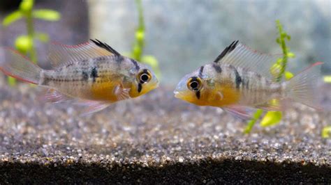 Bolivian Ram Cichlid Care Guide - Aquarium Inside