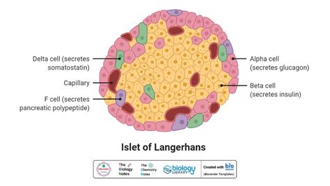 Pancreas- Definition, Structure, Hormones, Functions, Disorders