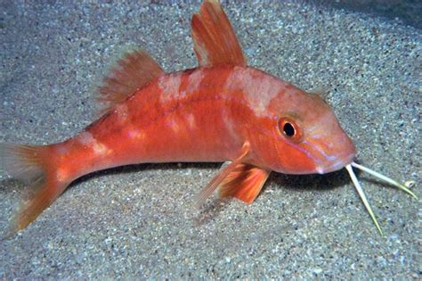 Goatfish - Alchetron, The Free Social Encyclopedia