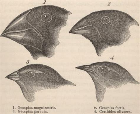 The picture of Darwins Finches gave proof of evolution by demonstrating ...