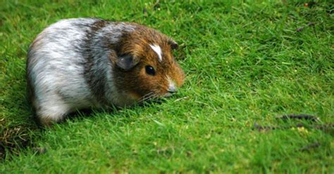 Signs of a Pregnant Guinea Pig | eHow UK