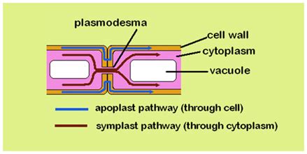 Apoplast - An Overview and Difference Between Apoplast and Symplast Transport